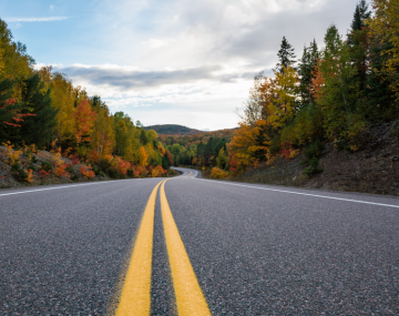 Black road with 2 yellow lines on either side is a pine forest